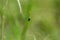 Green Jewel Bug Scutelleridae Species sticked over the grass stem in the forest