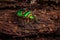 Green jewel bug, Scutiphora pedicellata, on wood bark, found around the eastern coast of Australia