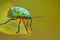 Green jewl bug lady bug natural nature wallpaper India