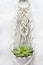 A green juicy flower in a clay pot in a hanging macrame planter on a light background. An element of decor in the interior. Indoor