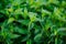 Green juicy fragrant mint. Organic mint cultivation