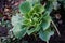 Green juicy headed cabbage with dew on the leaves growing on black soil