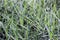 Green juicy tall grass blades of white pampas plant