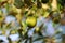 green jujube fruit leave ,indian bor Berry natural plants,Jujube Garden with green leaves on the tree Fresh jujube Planted in