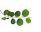 Green Jujube leaf isolated