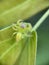 Green Jumping spider