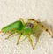 Green jumping spider