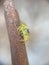 Green Jumping Spider on stick