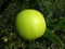 Green June Apple on the Tree