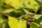 Green June Beetle Adult