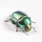 green June beetle bug insect grub coleopteran fly, Generative AI