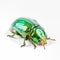 green June beetle bug insect grub coleopteran fly, Generative AI