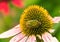 Green June Beetle on Coneflower