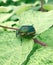 Green June Beetle in raspberry