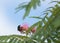 Green june bug on pink mimosa flower with blue sky in the background