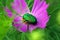 Green june bug on purple flower closeup