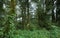 Green jungle with tree rainforest and mist