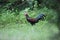 Green junglefowl