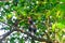 Green junglefowl Gallus varius in Baluran National Park, East Java, Indonesia