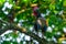 Green junglefowl Gallus varius in Baluran National Park, East Java, Indonesia