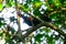 Green junglefowl Gallus varius in Baluran National Park, East Java, Indonesia