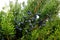 Green juniper with blue cones, coniferous plants