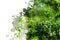 Green juniper branches with seeds. Evergreen coniferous plant. C