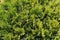 Green juniper leafs texture background