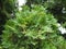 Green juniper plant with ripe aromatic fruit