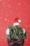 Green juniper with santas hat , glasses and bow tie on red background with copy space