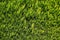 Green juniper texture