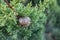 Green Juniperus excelsa fur and cone close-up