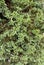Green Juniperus in potrait