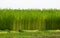 Green jute field. The jute is being dried on the ground. Jute is a type of bast fiber plant. Jute is the main cash crop of