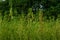 Green jute field. The jute is being dried on the ground. Jute is a type of bast fiber plant. Jute is the main cash crop of