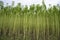 Green jute Plantation field. Raw Jute plant Landscape view