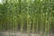 Green jute Plantation field. Raw Jute plant pattern Texture background