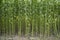 Green jute Plantation field. Raw Jute plant pattern Texture background
