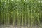 Green jute Plantation field. Raw Jute plant pattern Texture background