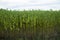 Green jute Plantation field. Raw Jute plant Texture background