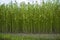 Green jute Plantation field. Raw Jute plant Texture background