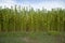 Green jute Plantation field. Raw Jute plant Texture background