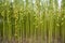 Green jute Plantation field. Raw Jute plant Texture background