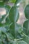 Green Kaffir lime leaves in garden