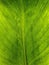 Green Kahili Ginger Lily Leaf Vein Pattern