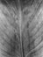 Green Kahili Ginger Lily Leaf Vein Pattern In Black and White