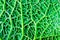 Green kale leaf