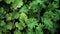 Green kale leaves, kale seedlings background