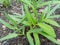 green kale plants that are still in their growth period