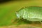 A green katydid/bush cricket